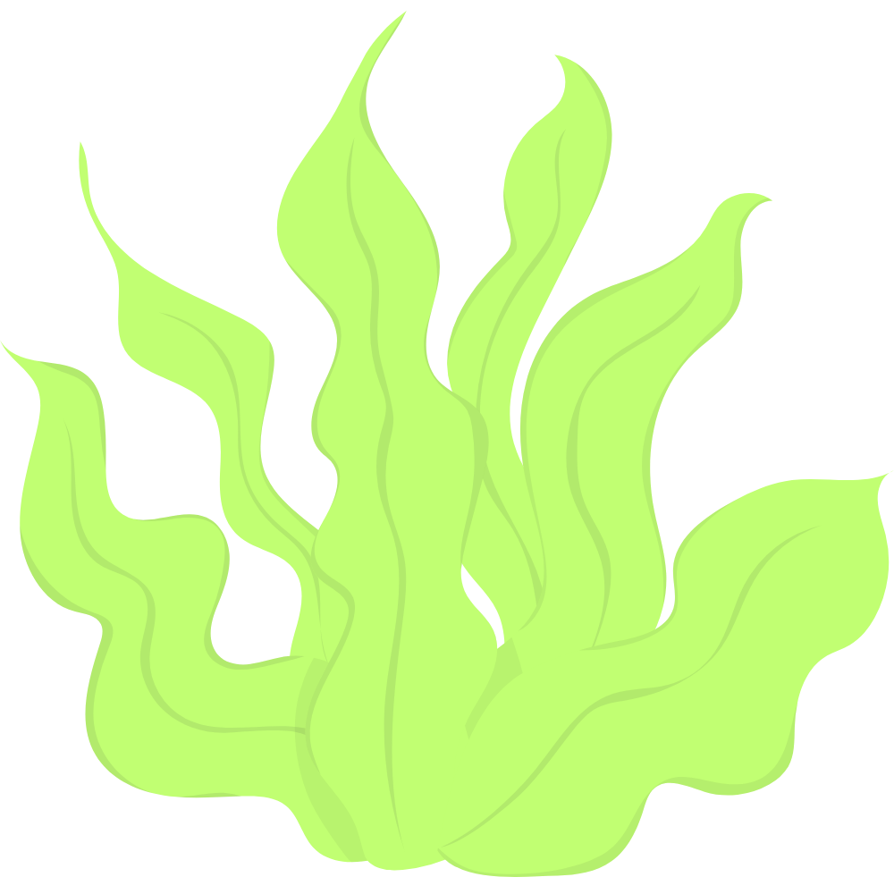 Macroalgae